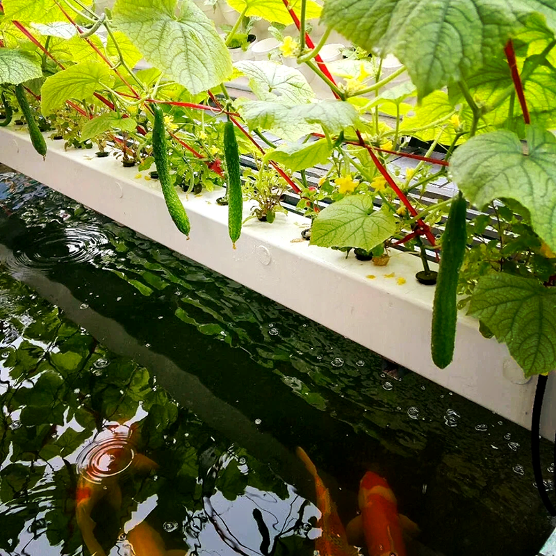 咸阳市水培蔬菜鱼菜共生 - 一站式服务
